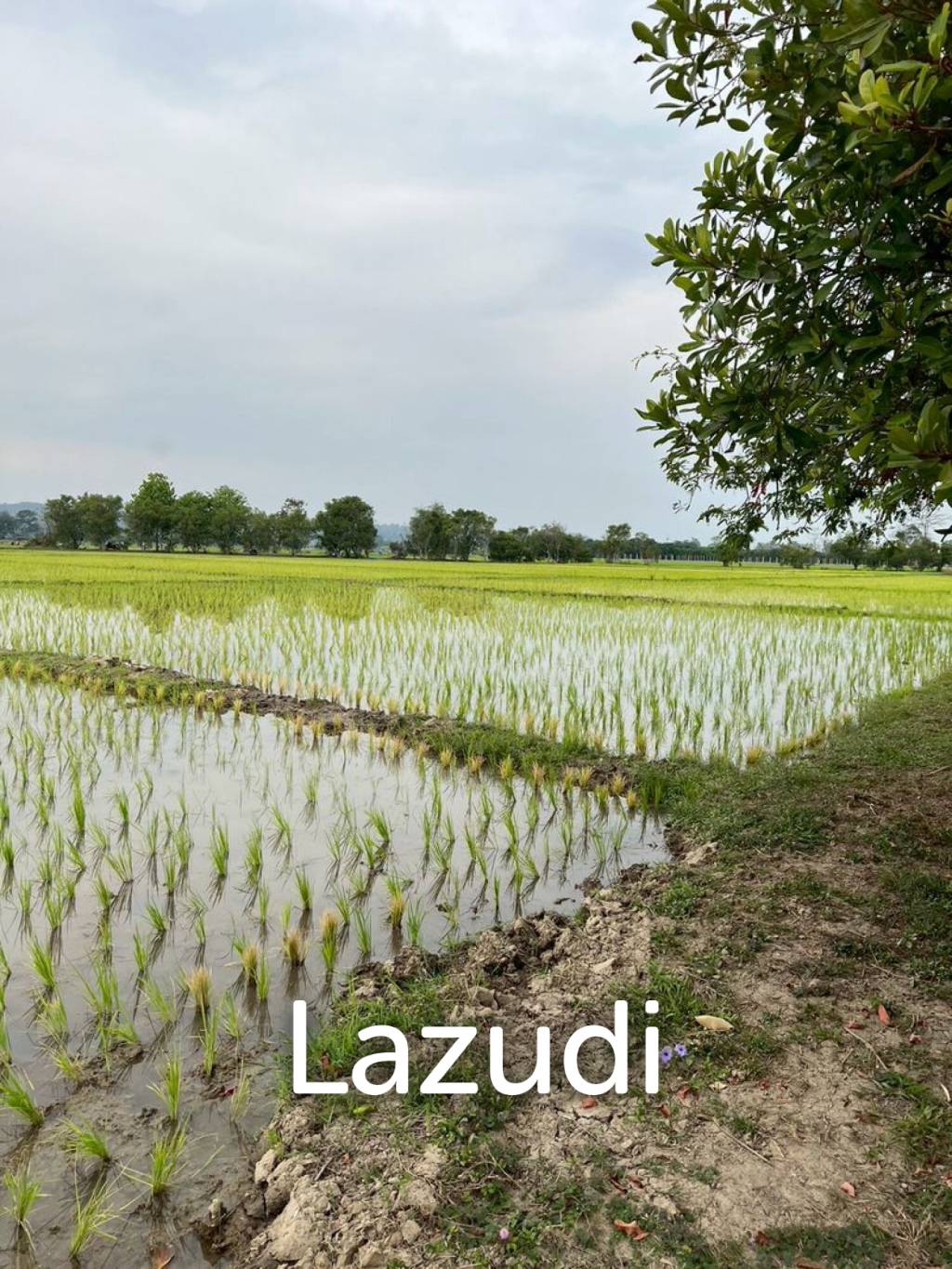 13 Rai Land for Sale, Rice field and Mountain view in San Pong