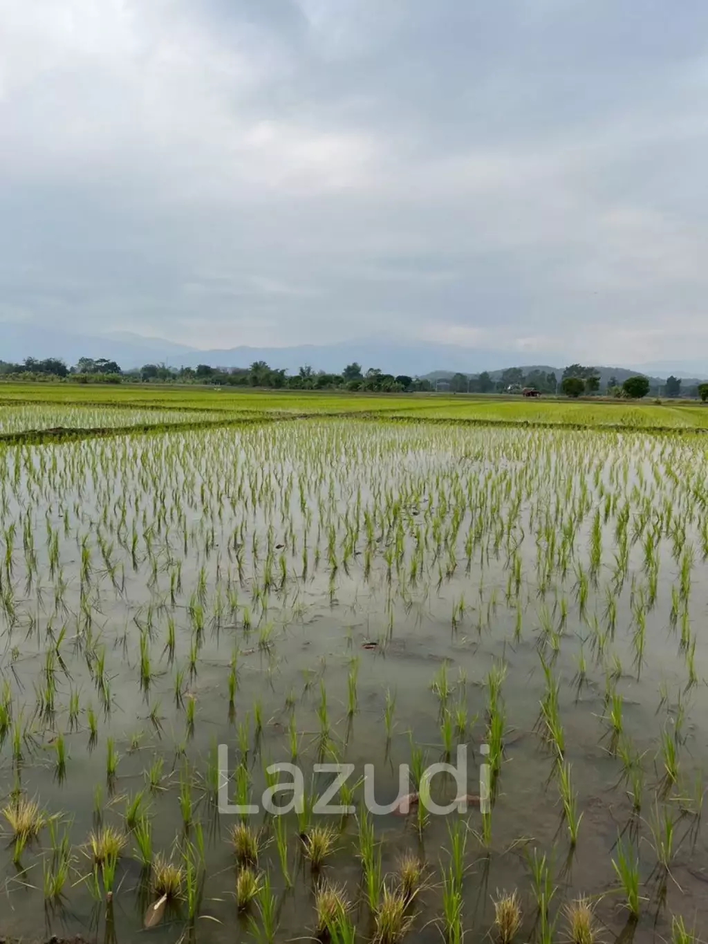 13 Rai Land for Sale, Rice field and Mountain view in San Pong