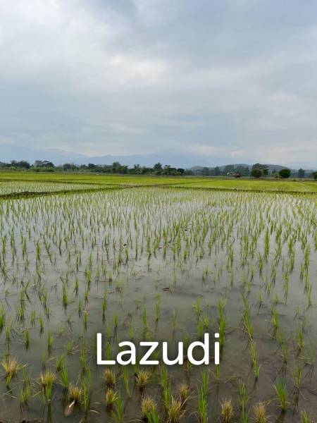 13 Rai Land for Sale, Rice field and Mountain view in San Pong
