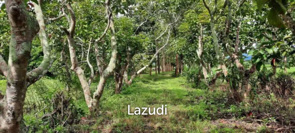 14 Rai Land in Middle of Rice Field and Mountain view.