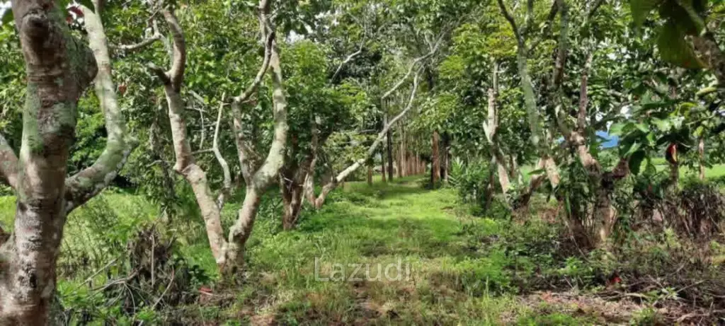 14 Rai Land in Middle of Rice Field and Mountain view.