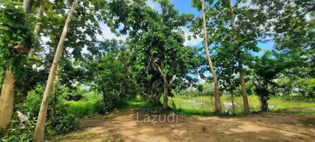 14 Rai Land in Middle of Rice Field and Mountain view.