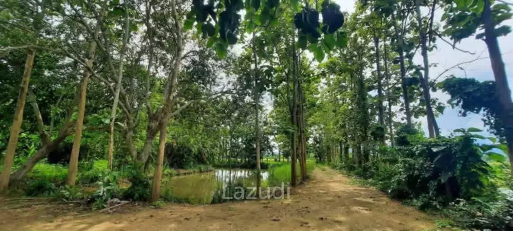 14 Rai Land in Middle of Rice Field and Mountain view.
