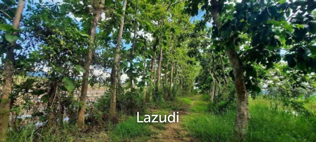 14 Rai Land in Middle of Rice Field and Mountain view.