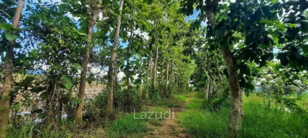 14 Rai Land in Middle of Rice Field and Mountain view.