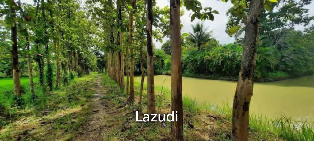 14 Rai Land in Middle of Rice Field and Mountain view.