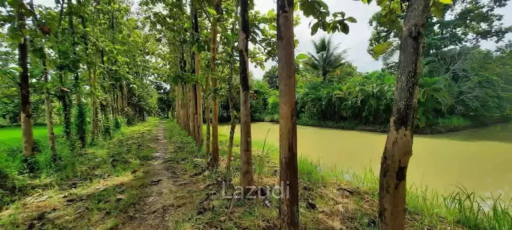 14 Rai Land in Middle of Rice Field and Mountain view.