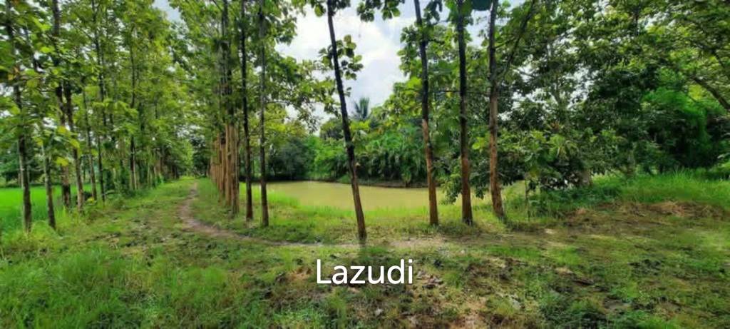 14 Rai Land in Middle of Rice Field and Mountain view.