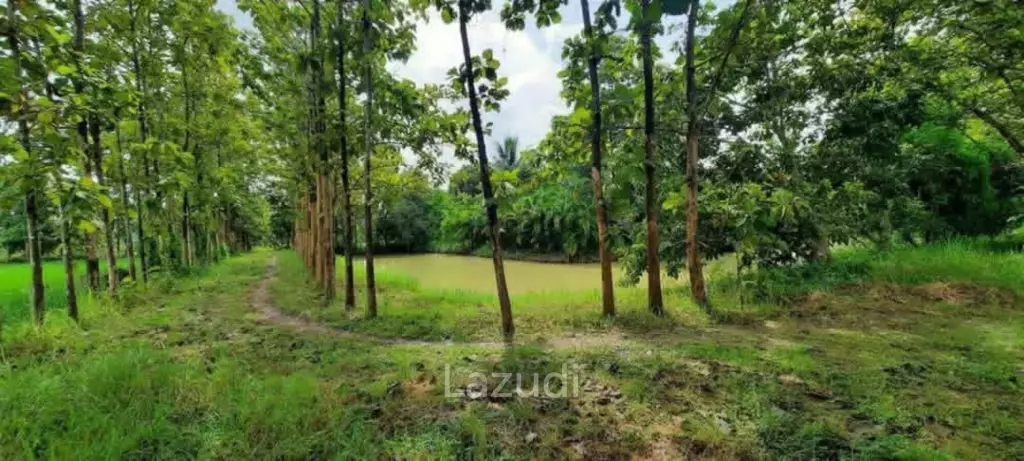 14 Rai Land in Middle of Rice Field and Mountain view.