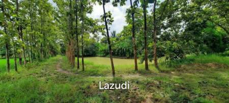 ขายที่ดิน 14 ไร่ ในบรรยากาศกลางทุ่งนาและวิวภูเขา ใน อ.พาน