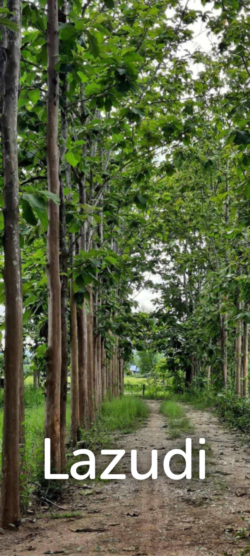 14 Rai Land in Middle of Rice Field and Mountain view.