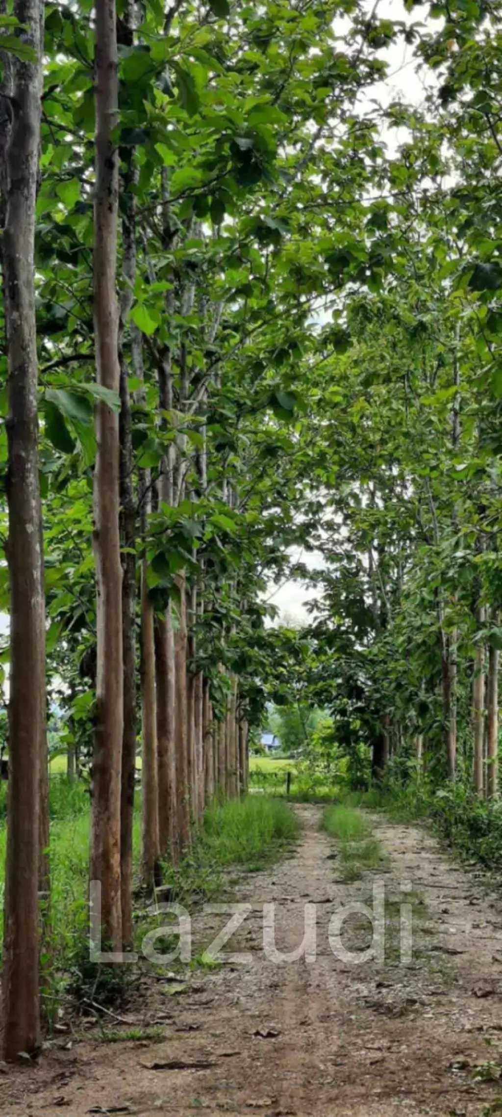 14 Rai Land in Middle of Rice Field and Mountain view.