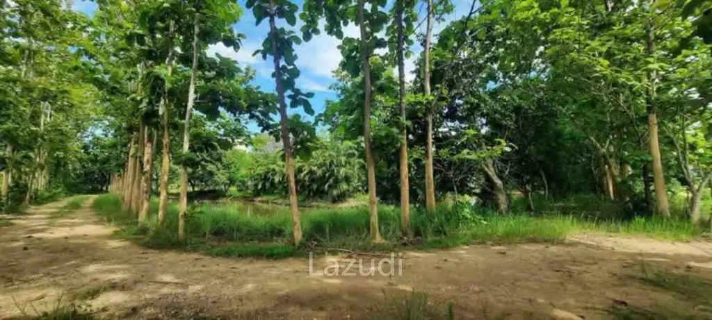 14 Rai Land in Middle of Rice Field and Mountain view.