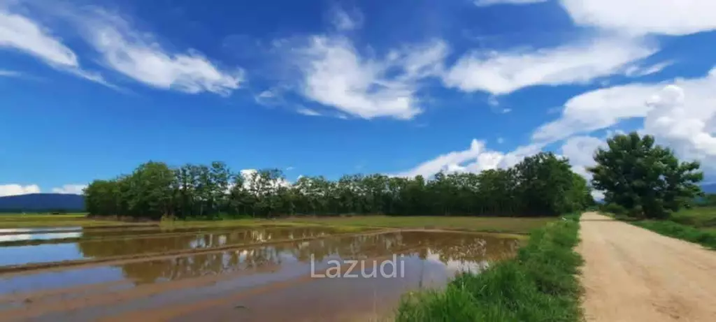 14 Rai Land in Middle of Rice Field and Mountain view.