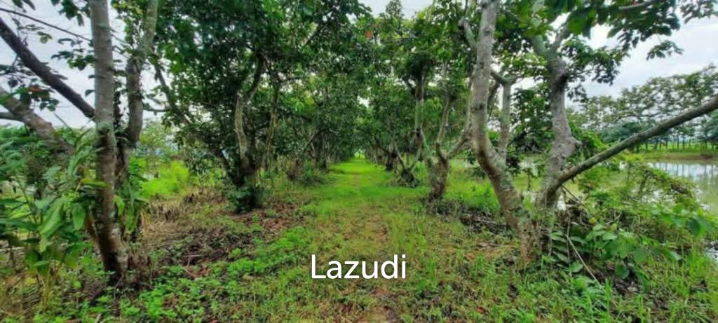 14 Rai Land in Middle of Rice Field and Mountain view.