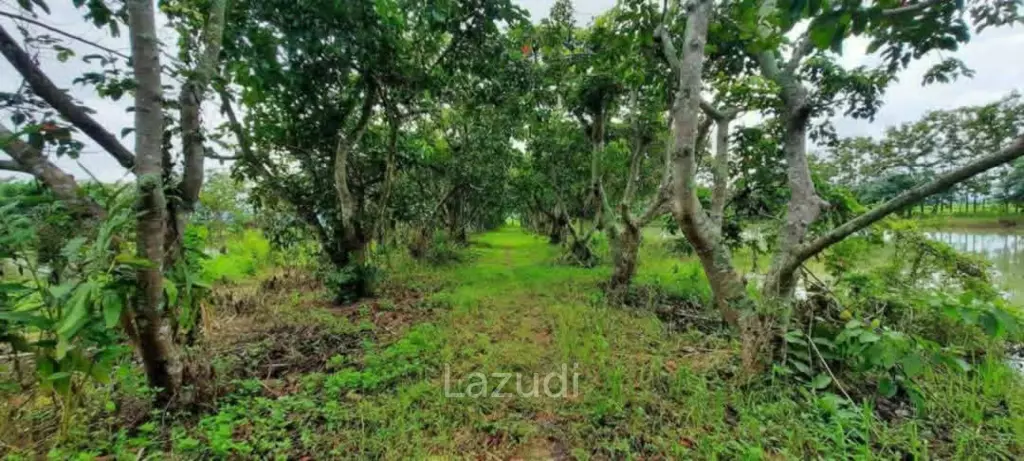 14 Rai Land in Middle of Rice Field and Mountain view.