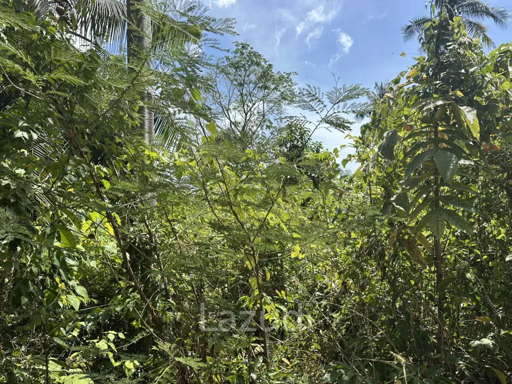 Prime Sea View Land in Thong Nai Pan