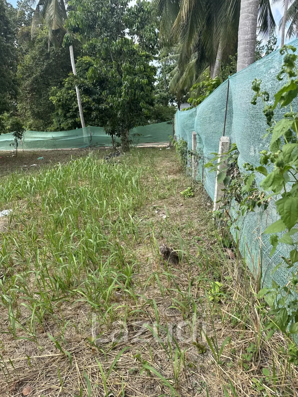 Flat 400 sqm Land – Prime Location Near Thong Sala
