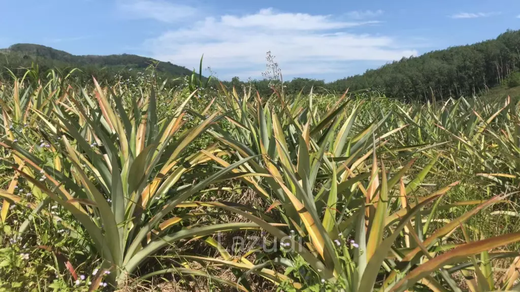 Prime Land for Sale in Samnak Thong, Rayong City
