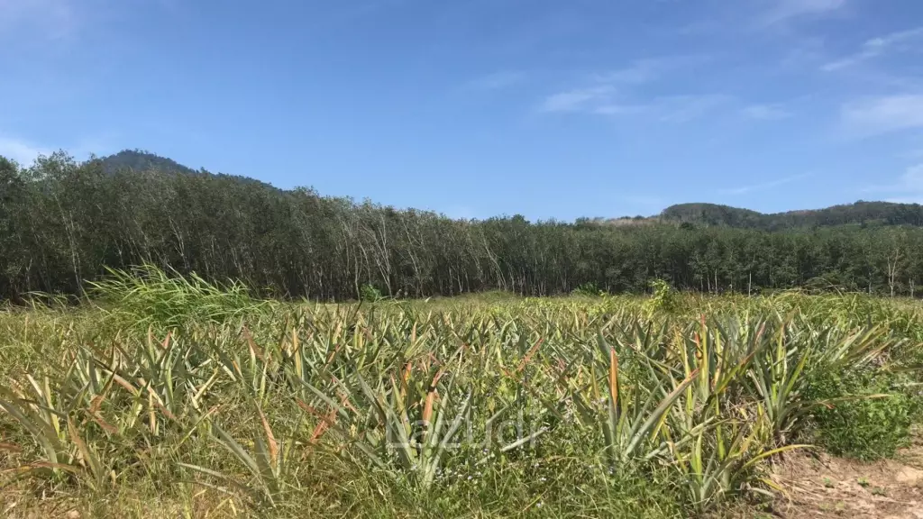 Prime Land for Sale in Samnak Thong, Rayong City