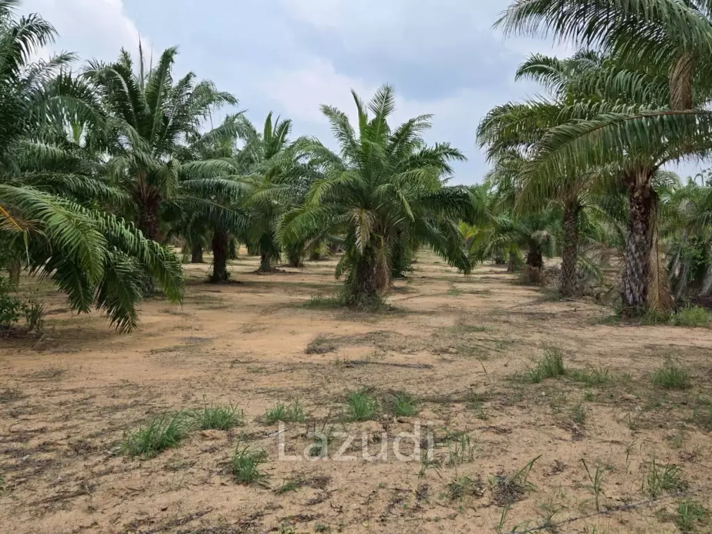 Prime Investment Land for Sale 60+ Rai Next to Motorway 7