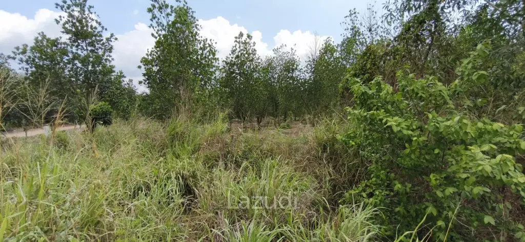 Prime Investment Land  54 Rai Adjacent to Motorway 7