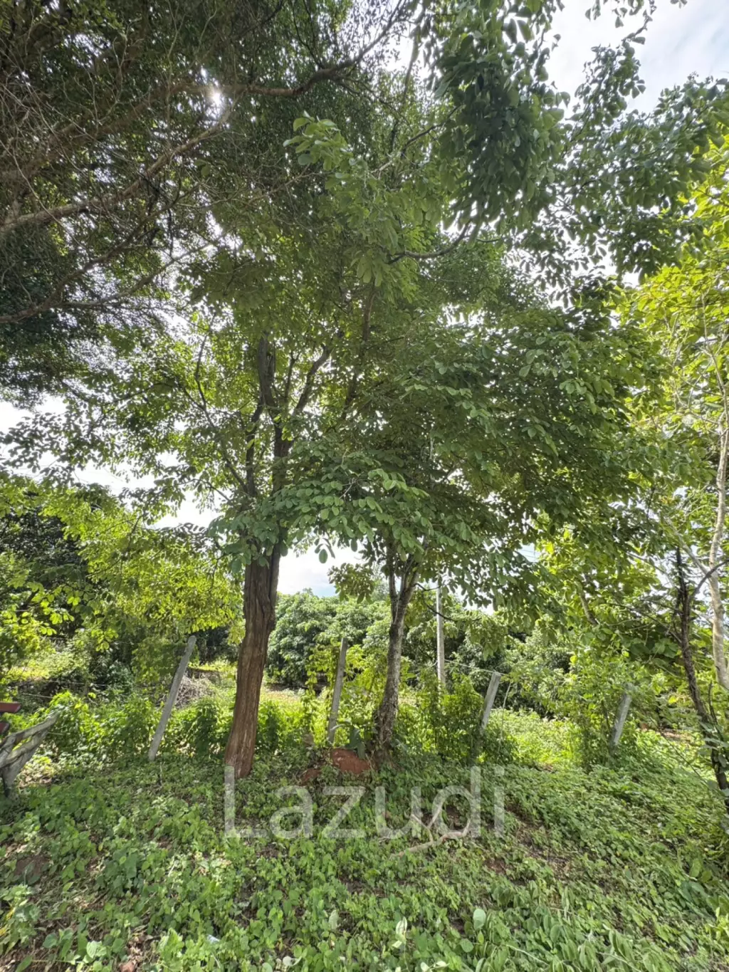ขายที่ดิน 3 ไร่ วิวภูเขาในอ.เชียงดาว จ.เชียงใหม่