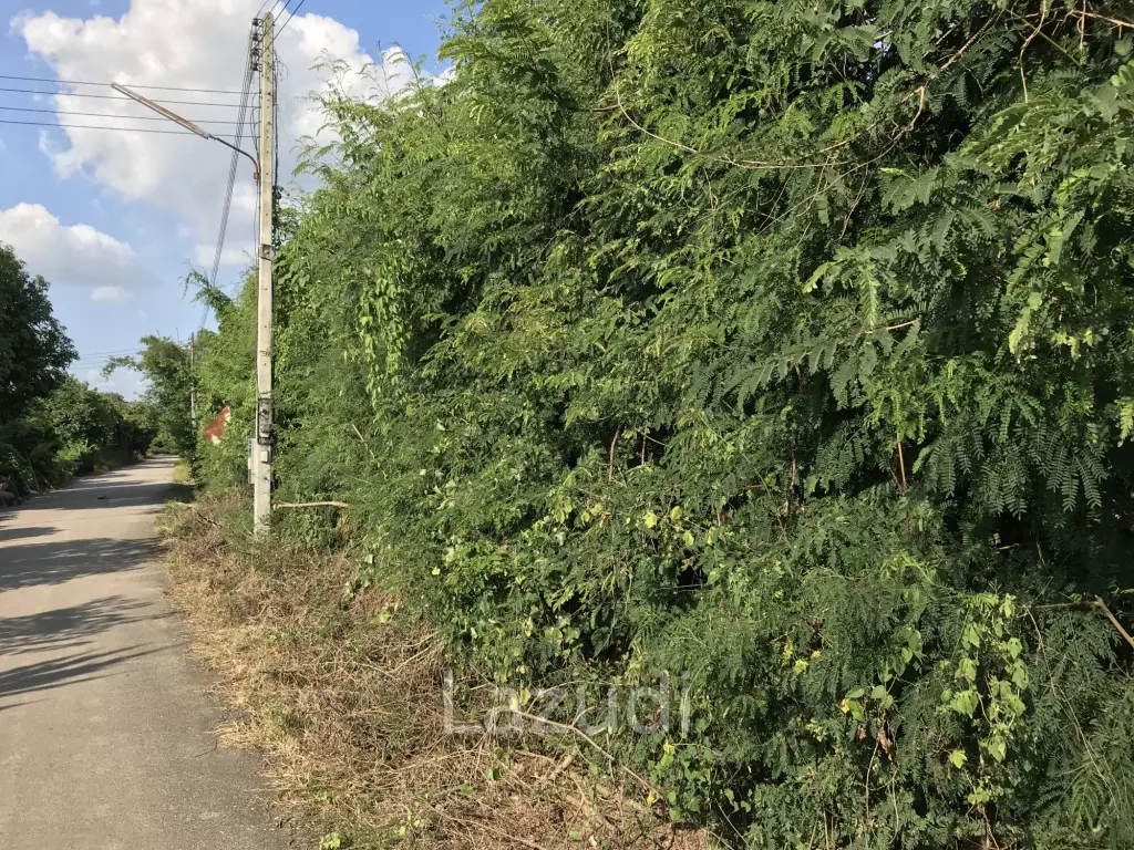 Land in Saraphi District, Chiangmai, Thandand