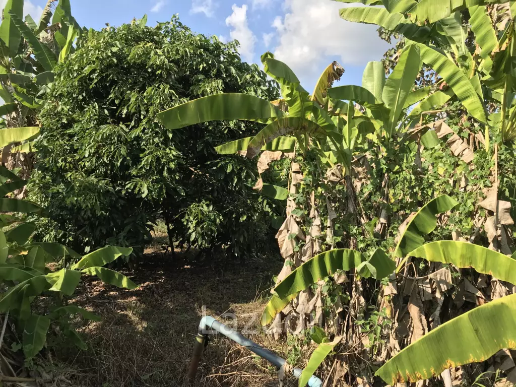 Land in Saraphi District, Chiangmai, Thandand