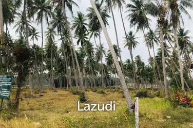 Coconut field for sale