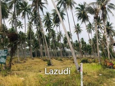 Coconut field for sale