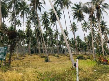 Coconut field for sale