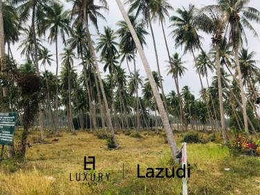 Coconut field for sale