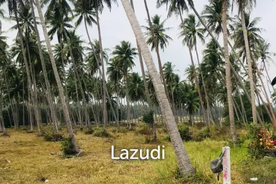 Coconut field for sale