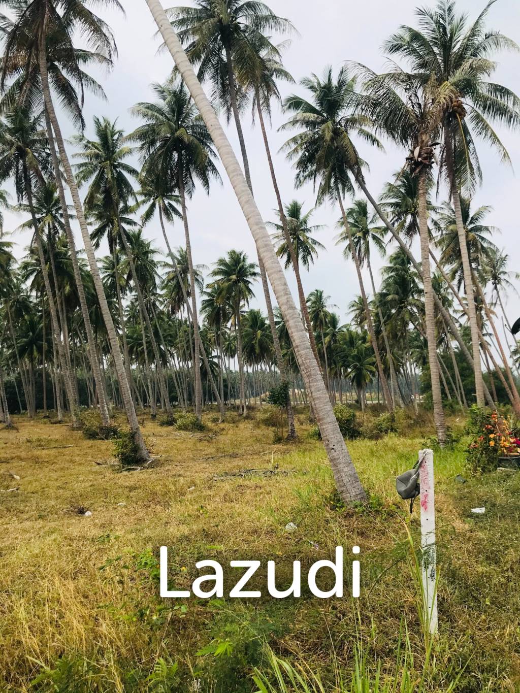 Coconut field for sale