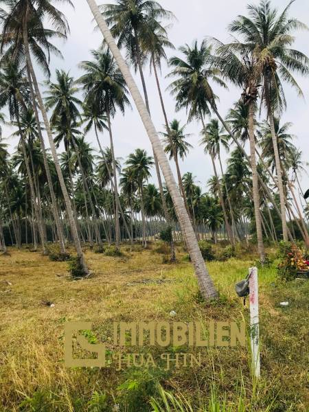 Coconut field for sale