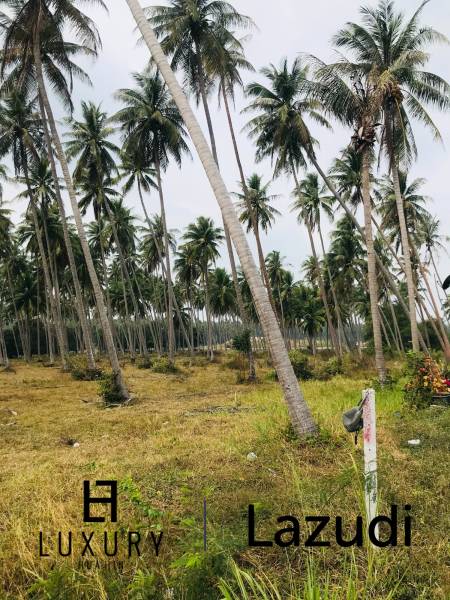 Coconut field for sale