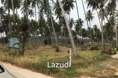 Coconut field for sale