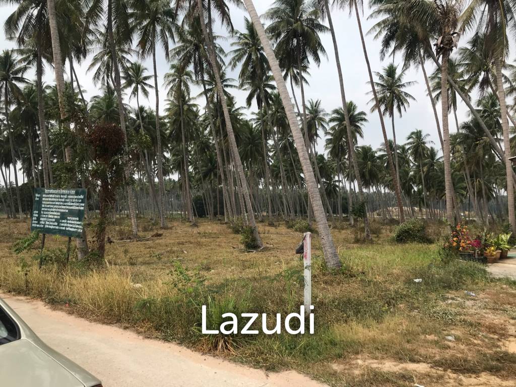 Coconut field for sale