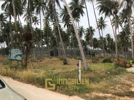 Coconut field for sale