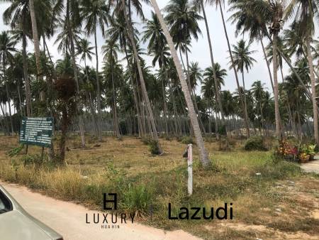 Coconut field for sale