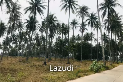 Coconut field for sale