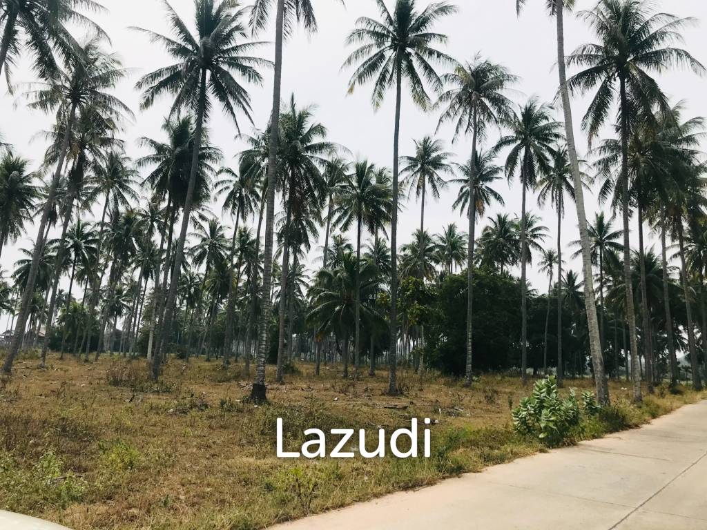 Coconut field for sale