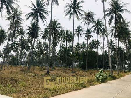 Coconut field for sale