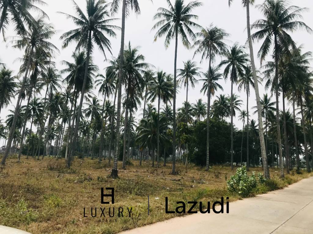 Coconut field for sale