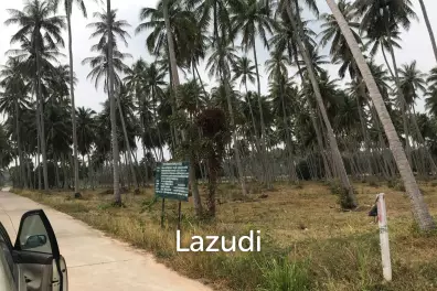Coconut field for sale
