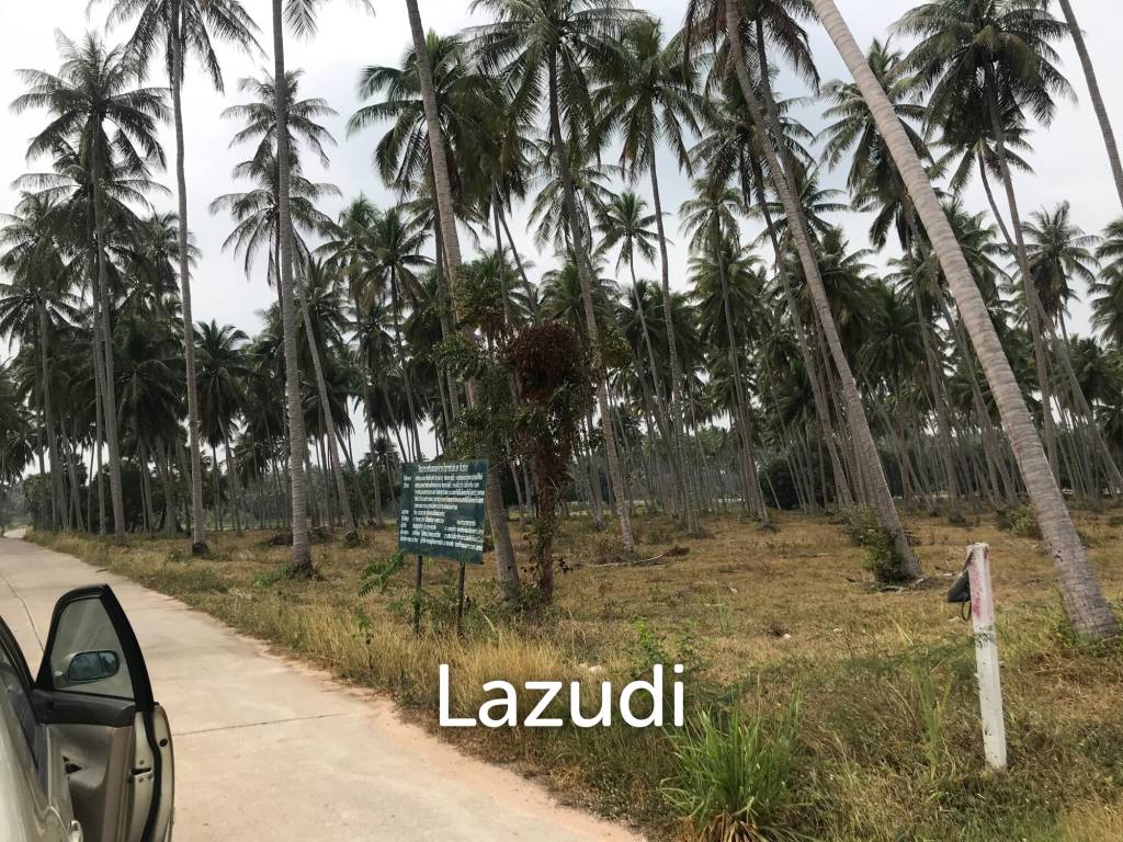 Coconut field for sale