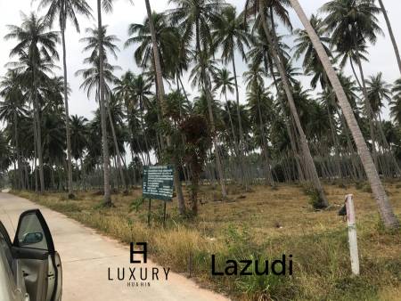 Coconut field for sale