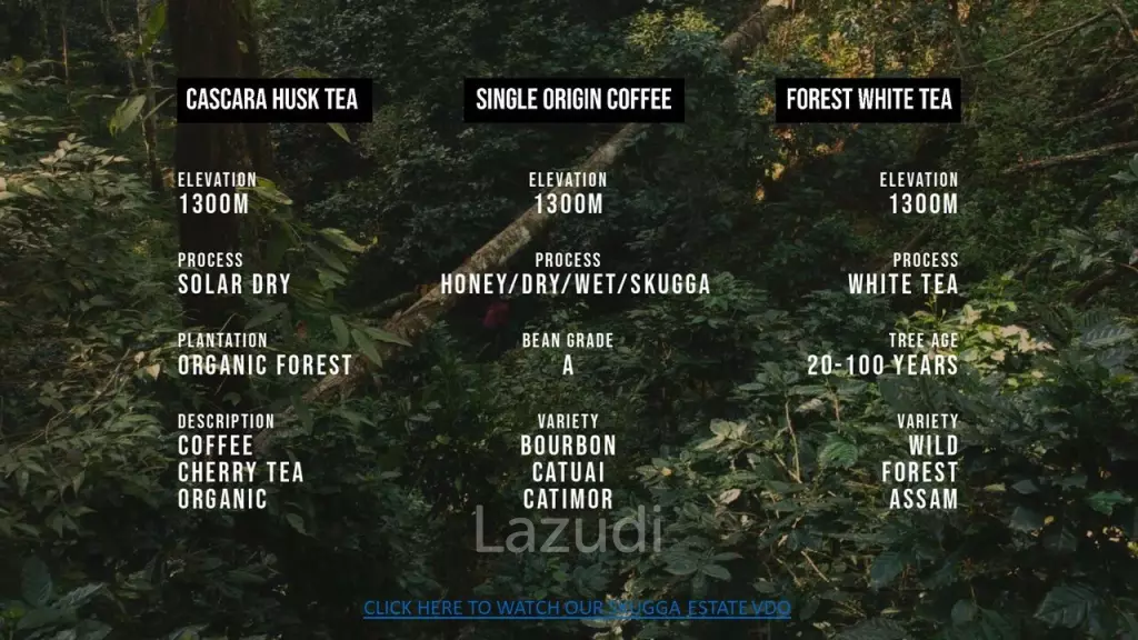 Coffee and Tea Plantation