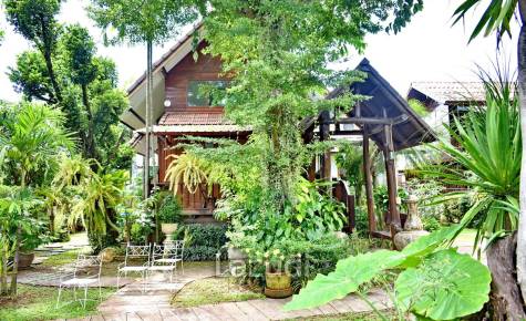 CB35 Guest House/Restaurant for sale/rent on 1 Rai of Land, Ropwiang, Chiangrai.